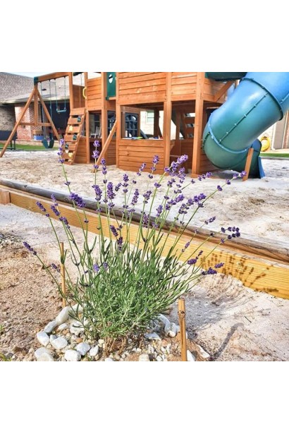 Лаванда Блю Сент Ерлі компактний вертикальний кущ